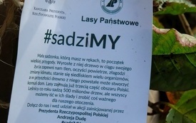 sadzimy drzewa (4)