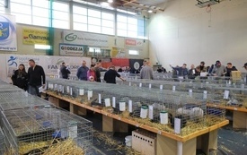 Wystawa Kr&oacute;lik&oacute;w001011