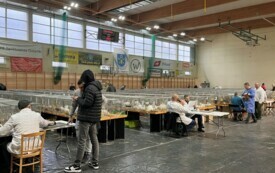 Wystawa kr&oacute;lik&oacute;w (10)
