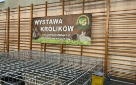 Wystawa kr&oacute;lik&oacute;w (7)
