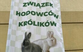 Wystawa kr&oacute;lik&oacute;w (1)