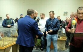 Wystawa kr&oacute;lik&oacute;w w Pniewach (46)