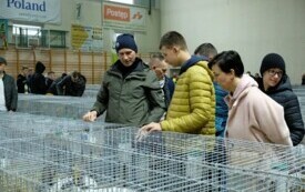 Wystawa kr&oacute;lik&oacute;w w Pniewach (12)