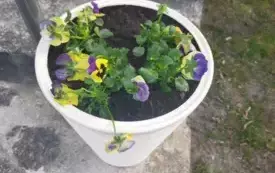 Wiosna zawitała do Nosalewa  (13)