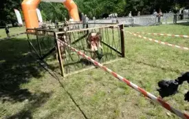 Hard run121