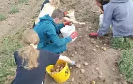Wykopki w Turowie30