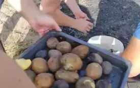 Wykopki w Turowie25