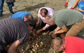 Wykopki w Turowie14