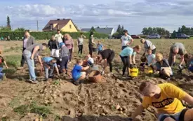 Wykopki w Turowie10