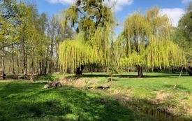Dzień Ziemi z DDS (11)