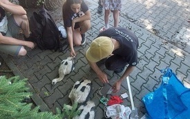 Kolejne bociany zaobrączkowane (5)
