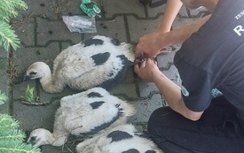 Kolejne bociany zaobrączkowane (4)