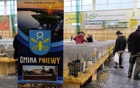 Wystawa Kr&oacute;lik&oacute;w w Pniewach 1