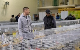 Wystawa Kr&oacute;lik&oacute;w w Pniewach 5
