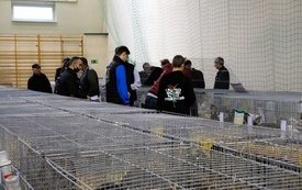 Wystawa Kr&oacute;lik&oacute;w w Pniewach 11