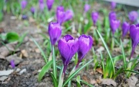 krokus