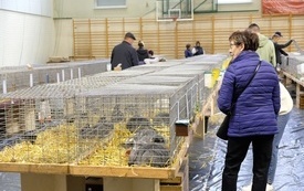 Wręczenie nagr&oacute;d podczas Wystawy Kr&oacute;lik&oacute;w 2021 w Pniewach 184