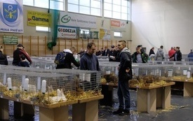 Wręczenie nagr&oacute;d podczas Wystawy Kr&oacute;lik&oacute;w 2021 w Pniewach 185