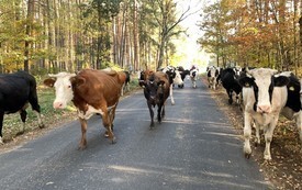 Poranek na słodko 4