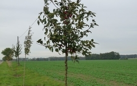 Nasadzenia drzew miododajnych 9