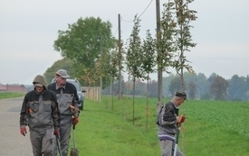 Nasadzenia drzew miododajnych 14