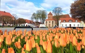 Tulipany 1
