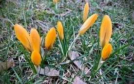 Krokusy