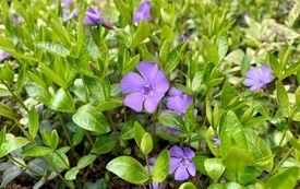 wiosenna1