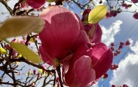 magnolia