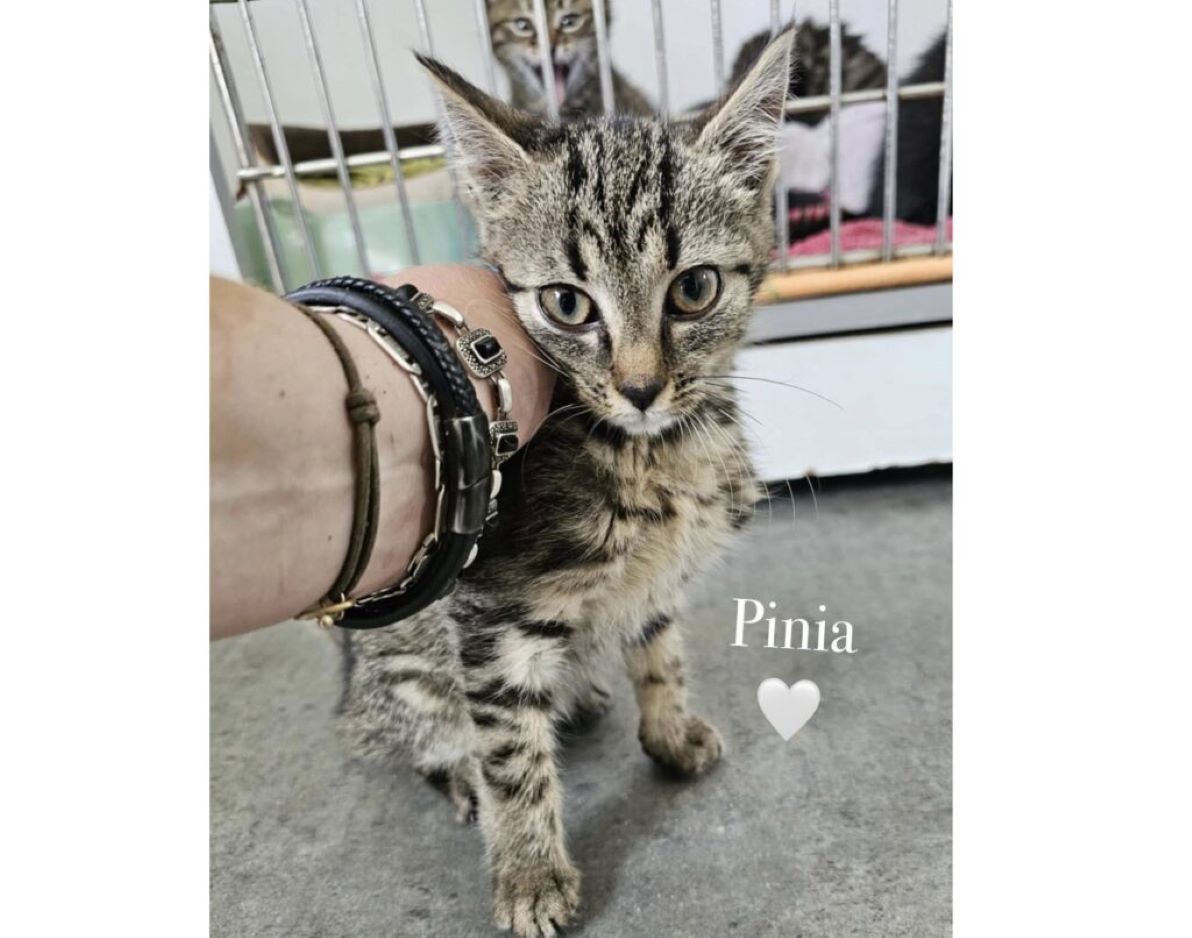 Pinia