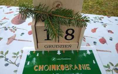 Zdjęcie do ChoinkoBranie w Nadleśnictwie Pniewy