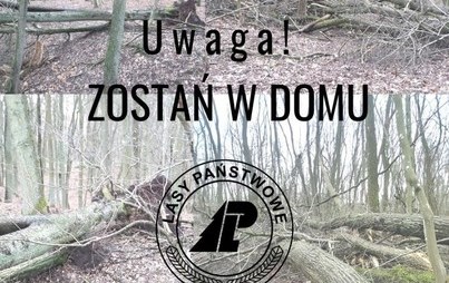 Zdjęcie do Informacja - Nadleśnictwo Pniewy