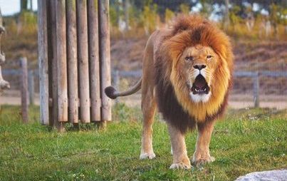 Zdjęcie do Pon-Ka zaprasza na wyjazd do ZOO