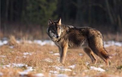 Zdjęcie do Strażnicy apelują o ostrożność