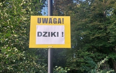 Zdjęcie do Dzik jest dziki!