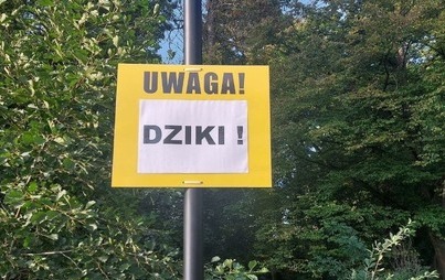 Zdjęcie do Dziki w Pniewach