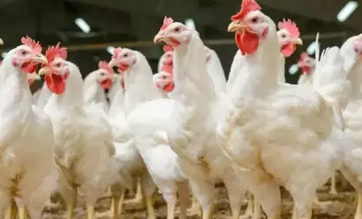 Zdjęcie do WYGASZONO OGNISKO PTASIEJ GRYPY W POWIECIE 