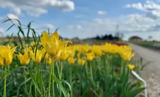 Majówka w tulipanach