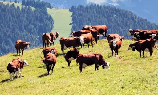 Ekoschemat „Dobrostan zwierząt” Dodatkowe pieniądze dla hodowców bydła z QMP – tylko do 16 czerwca!