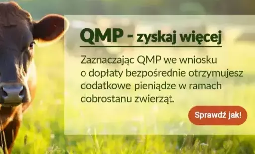Ekoschemat „Dobrostan zwierząt”: Dodatkowe pieniądze dla hodowców bydła z QMP – tylko do 16 czerwca!