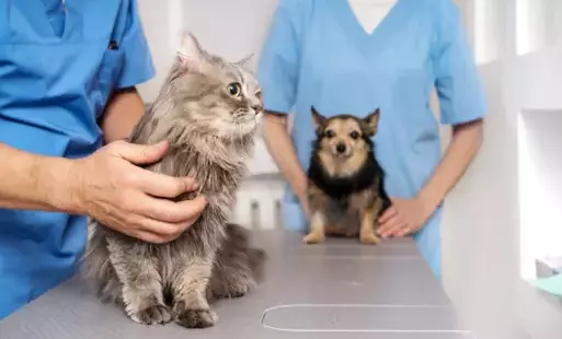 Bezpłatne zabiegi sterylizacji i kastracji psów i kotów bezdomnych oraz należących do osób prywatnych