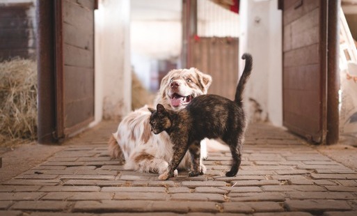 KOMUNIKAT - NOWE OBOWIĄZKI DLA PODMIOTÓW UTRZYMUJĄCYCH ZWIERZĘTA!