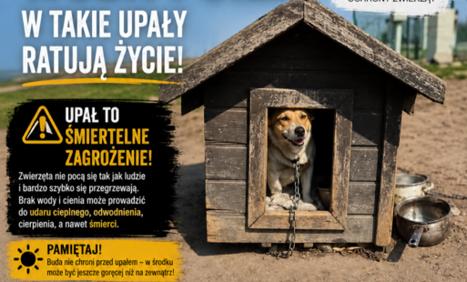 Woda i cień w takie upały ratują życie!