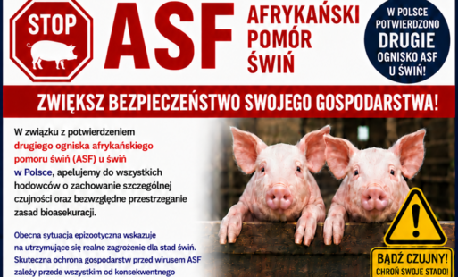 Stop ASF – afrykański pomór świń