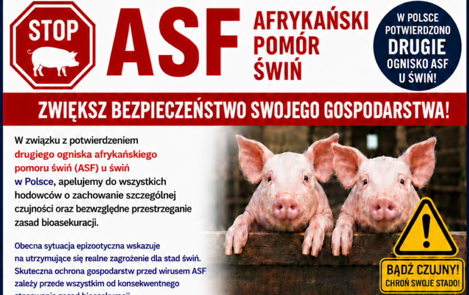 Stop ASF – afrykański pomór świń